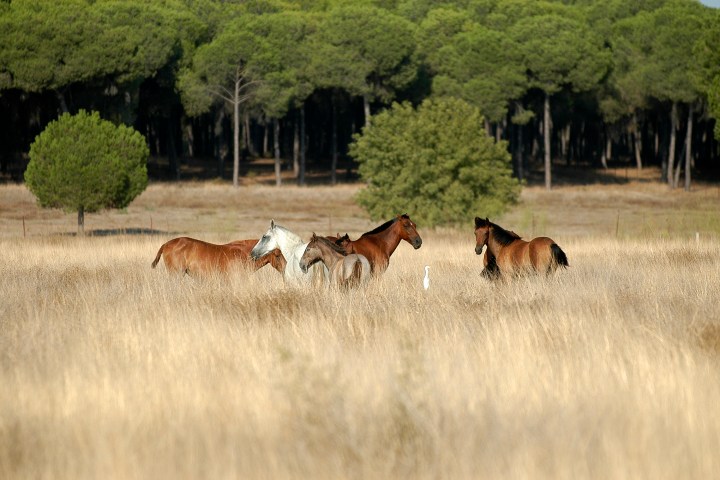 Horses in a field