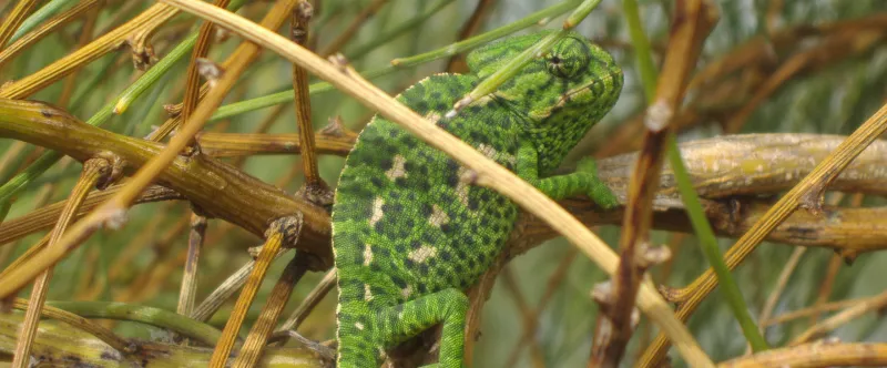 A green chameleon