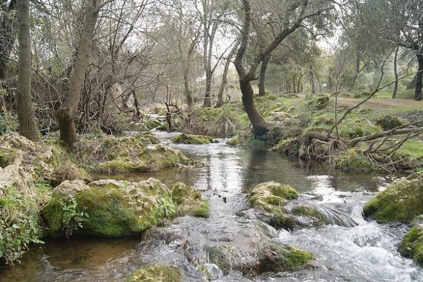 A river in a forest in Spain