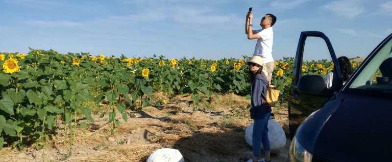 Two people in a sunflower field